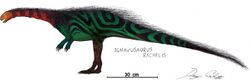 Ignavusaurus Restoration.jpg