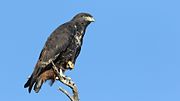 Jackal buzzard, Buteo rufofuscus, at Kgalagadi Transfrontier Park, Northern Cape, South Africa (34291071960).jpg
