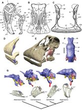 Images of a restored skull, jaw, dental battery, and brain