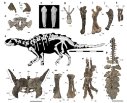 Stegouros elengassen holotype and skeletal.png