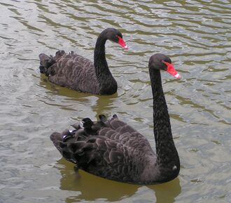 Pair of black swans swimming