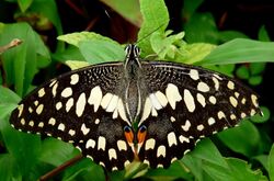 Common Lime Butterfly Papilio demoleus UP by Kadavoor.jpg