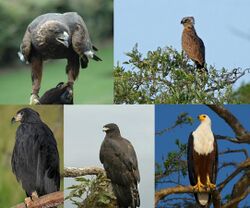 From left to right, top row first: golden eagle (Aquila chrysaetos), brown snake eagle (Circaetus cinereus), solitary eagle (Buteogallus solitarius), black eagle (Ictinaetus malaiensis) and African fish eagle (Haliaeetus vocifer).