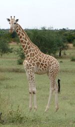 Giraffe-solo Koure-NIGER.jpg