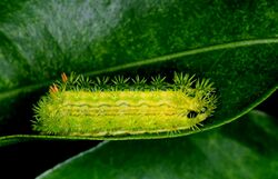 Larva of Parasa lepida.jpg