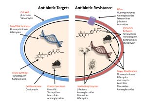 Infographic showing mechanisms for antibiotic resistance