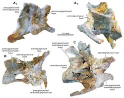 Katepensaurus cervical vertebrae.jpg