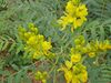 Senna alexandrina Mill.-Cassia angustifolia L. (Senna Plant).jpg