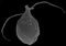 Telonema rivulare (electron micrography).jpg