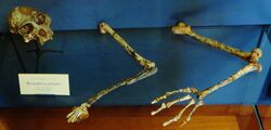 Mesopithecus pentelici skeleton.JPG