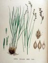Carex divulsa — Flora Batava — Volume v18.jpg