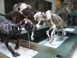 American Museum of Natural History mounts of (from left) Megalocnus rodens, Scelidotherium cuvieri, Megalonyx wheatleyi, Glossotherium robustus