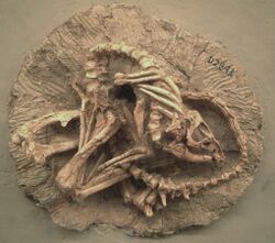 Jeholosaurus skeleton.jpg