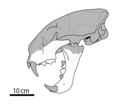 Pachypanthera piriyai Skull Reconstruction.png