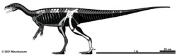 Bagualosaurus agudoensis.png