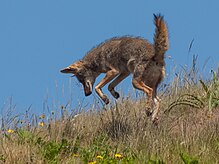 Coyote (Canis latrans) (7147080735).jpg