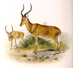 Damaliscus hunteri The book of antelopes (1894).png