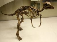 Juvenile hadrosaur.jpg