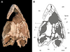 Leyesaurus skull in dorsal view.png