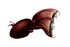 Vampyroteuthis infernalis.jpg