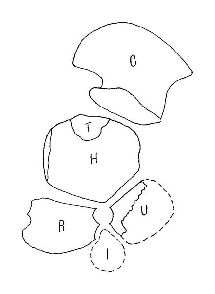 File:Wiman Pessosaurus Limb Diagram.jpg