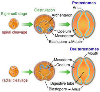 Diagram comparing protostomes and deuterostomes at three stages of embryonic development