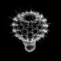 Calocycloma sp. - Radiolarian (32163186535).jpg