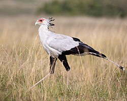 a pale grey, long-legged bird of prey in long dry grass