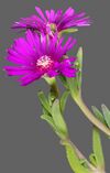 (MHNT) Delosperma cooperi - Flower and leaves.jpg
