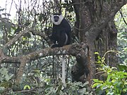 Black-and-white monkey