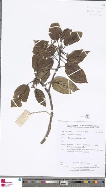 File:Elaeocarpus blascoi.jpg