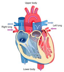 Heart diagram blood flow en.svg