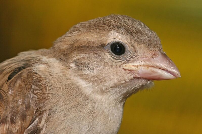 File:House sparrow portrait.jpg