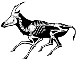Miotragocerus skeletal.png