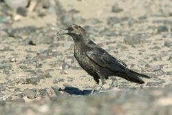 Brown-necked Raven - Merzouga - Morocco 07 3411 (22160964904).jpg