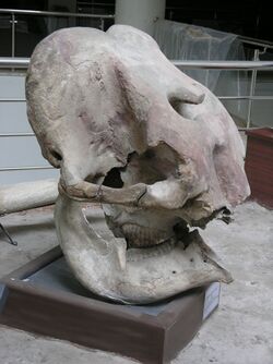Gavur Lake Swamp Elephant Skull.jpg