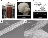 Large-scale production and fiber extrusion of MaSp1-(6-mer) artificial spidroin.webp