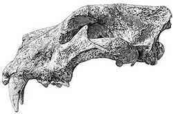 Panthera fossilis.jpg