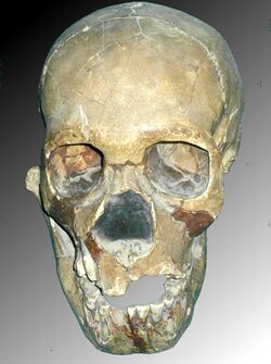 Skull of Teshik-Tash Boy.jpg