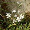 Allium subhirsutum - Άλλιο το υπόδασυ.jpg