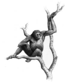 Dryopithecus laietanus.png