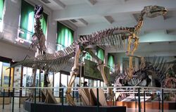 Hadrosaur museum.jpg