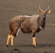 Brown bovid with white stripes