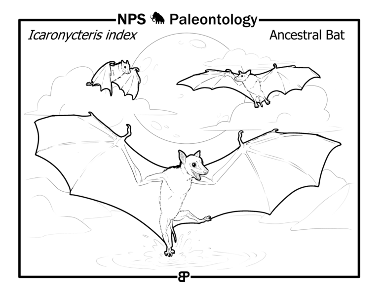 File:"Icaronycterix index" is a very early bat that lived during the Eocene. Fossils of "Icaronycterix" have been found near Fossil (f44fbdf5-f382-41ef-bb02-f1ddb42be516).png