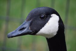 Profile view of a Canada goose head
