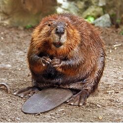 A front-view photo of a beaver sitting upright with its tail clearly shown between its legs