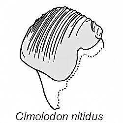 Cimolodon nitidus Plagiaulacoid premolars.jpg