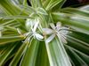 Malamadre (Chlorophytum comosum).jpg