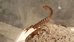 Northern Scorpion, Paruroctonus boreus.jpg