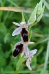 Ophrys lunulata zingaro 122.jpg